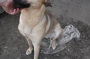 Tobi to uroczy czerpiący z życia garściami psiak . Każda chwila z człowiekiem sprawia mu radość .,  łódzkie Skierniewice