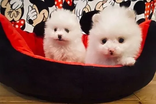 POMERANIAN MINI BOO, Wielkopolskie, Poznań
