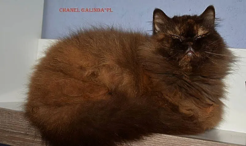 Chanel czekoladowa szylkretka, Mazowieckie, Tłuszcz