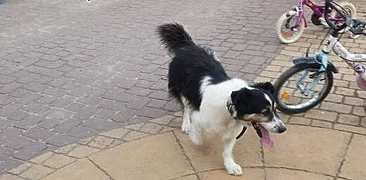 Mieszaniec w typie Border collie, podlaskie Biały