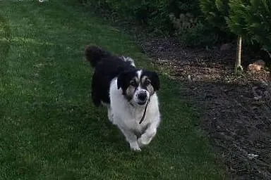 Mieszaniec w typie Border collie,  podlaskie Biały
