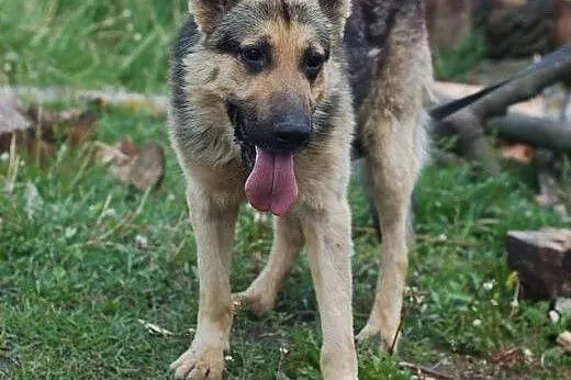 RIKKO- DUŻY PIESEK CZEKA NA DOM,  łódzkie Skiernie