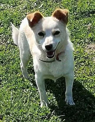 RAMBO - wrażliwy, malutki, 6 kg psiak szuka domu, mazowieckie Warszawa, Mazowieckie, Warszawa