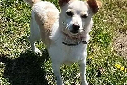 RAMBO - wrażliwy, malutki, 6 kg psiak szuka domu,  mazowieckie Warszawa, Mazowieckie, Warszawa