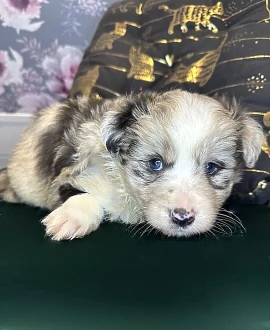 Piesek Coros rasy Border Collie o umaszczeniu Blue Merle, Małopolskie, Limanowa
