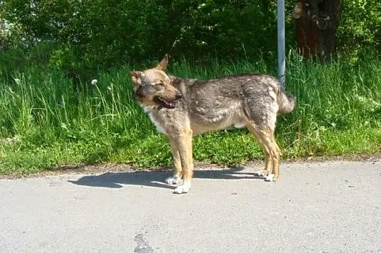 Hultaj-niech imię Cię nie zmyli, bo ten psiak to a