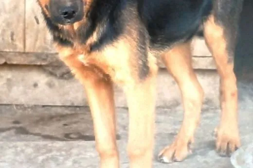 Karlik przestraszony, smutny szczeniak 7 mcy mix o