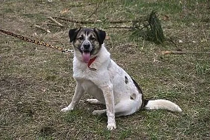 Masza to cudowna sunia, która mieszka w schronisku