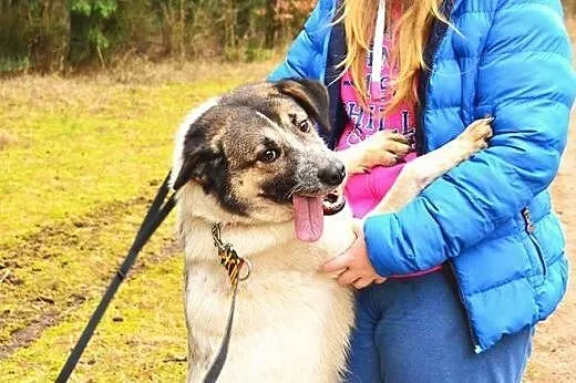 Masza to cudowna sunia, która mieszka w schronisku