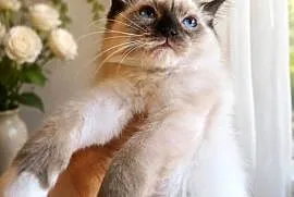 Piękny kocurek Ragdoll gotowy do odbioru