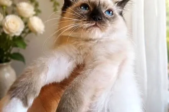 Piękny kocurek Ragdoll gotowy do odbioru, Łódzkie, Łódź