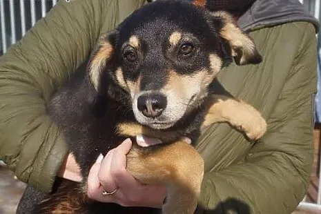 Clyde, 3 miesięczny MALUCH szuka kochającego domu,