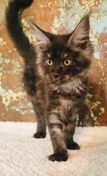 Maine Coon kotka Whisky, 4miesiące, z rodowodem FPL – hodowla BigWąs