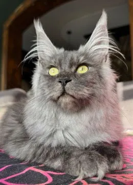 Maine Coon kotka Whisky, 4miesiące, z rodowodem FPL – hodowla BigWąs, , Ksiazenice Polska