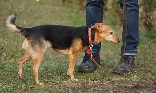 Tessa.Myślałam,że pod łapami mam pewny grunt... ,