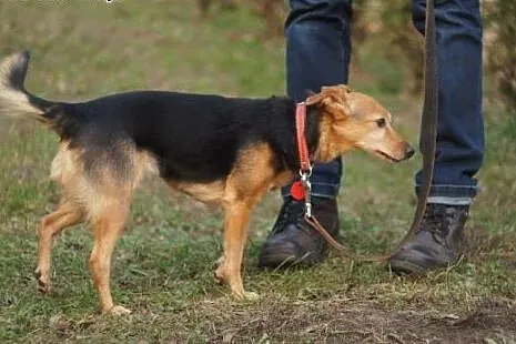 Tessa.Myślałam,że pod łapami mam pewny grunt...  ,