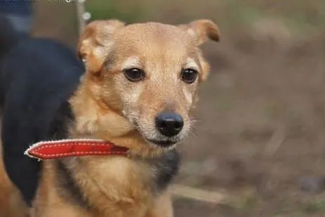 Tessa.Myślałam,że pod łapami mam pewny grunt...  ,