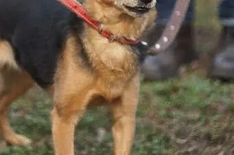 Tessa.Myślałam,że pod łapami mam pewny grunt...  ,