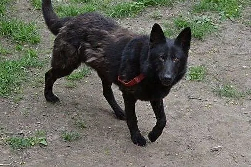Nikita- cudna sunia w typie belga,  Kundelki cała 
