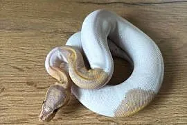 Python Królewski Banana pied