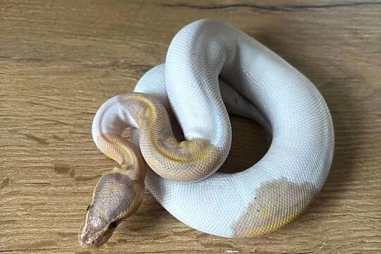 Python Królewski Banana pied