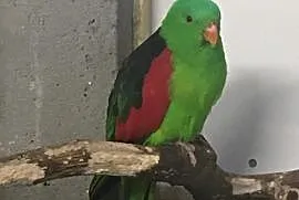 Papuga Krasnopiórka Czerwonoskrzydła, Zduńska Wola
