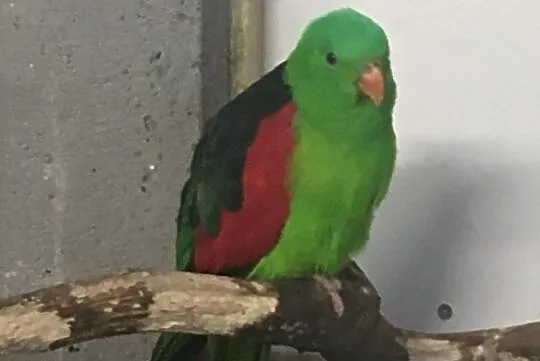 Papuga Krasnopiórka Czerwonoskrzydła, Zduńska Wola