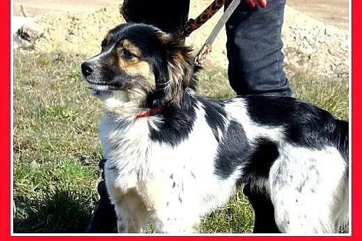 10kg,bardzo łagodny,rodzinny,grzeczny piesek DUDUŚ