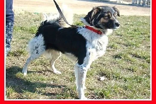 10kg,bardzo łagodny,rodzinny,grzeczny piesek DUDUŚ