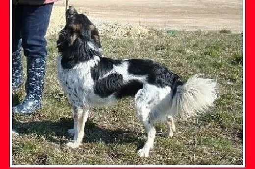 10kg,bardzo łagodny,rodzinny,grzeczny piesek DUDUŚ