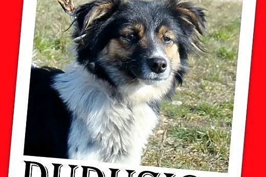 10kg,bardzo łagodny,rodzinny,grzeczny piesek DUDUŚ