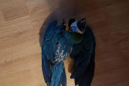 Papuga arauna