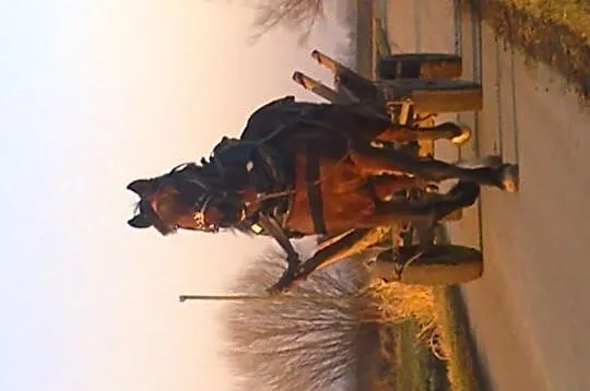 Sprzedam pilnie klacz