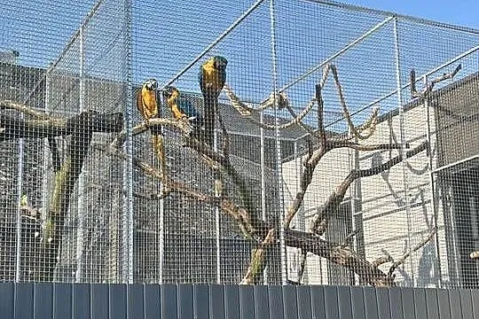 Ara ararauna  samiec 2025 naturalny lęg, Śląskie, Biała