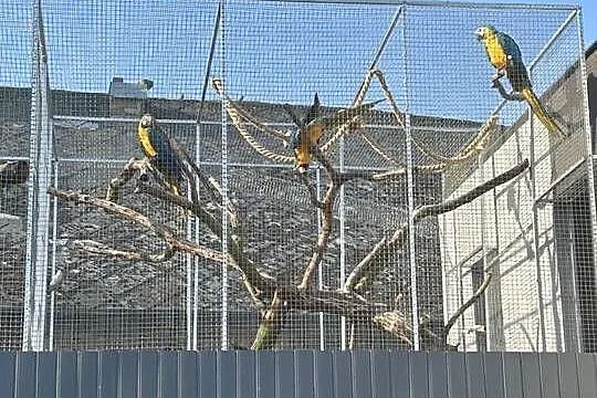 Ara ararauna  samiec 2025 naturalny lęg, Śląskie, Biała