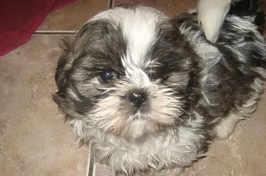 Malutkie shih tzu