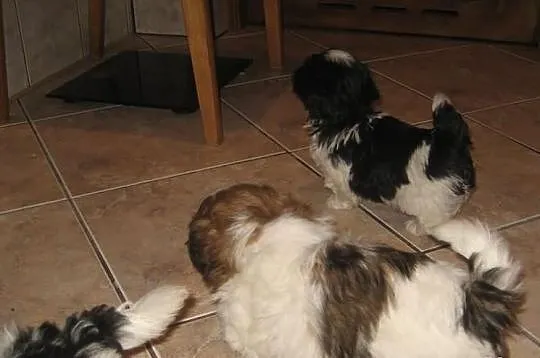 Malutkie shih tzu