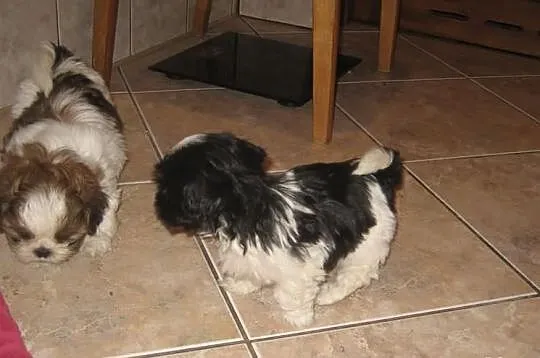 Malutkie shih tzu