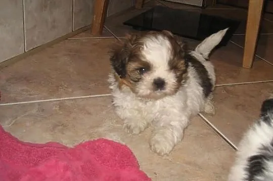Malutkie shih tzu