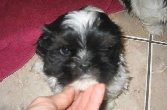 Malutkie shih tzu