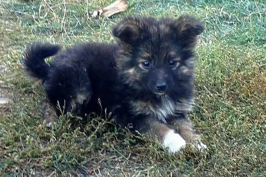 Szczeniak Kubuś do adopcji ! ,  mazowieckie Warsza
