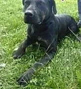 Big Ben w typie labradora do adopcji, podkarpacki