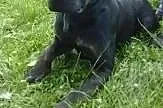 Big Ben w typie labradora do adopcji,  podkarpacki