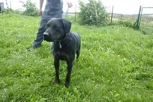 Big Ben w typie labradora do adopcji,  podkarpacki