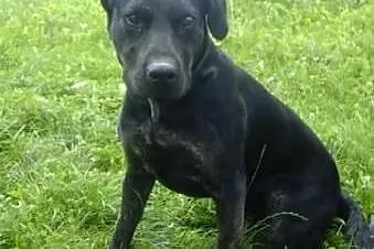 Big Ben w typie labradora do adopcji,  podkarpacki