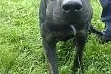 Big Ben w typie labradora do adopcji,  podkarpacki