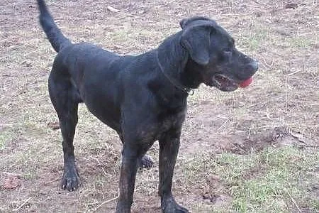 Big Ben w typie labradora do adopcji,  podkarpacki
