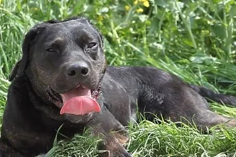Big Ben w typie labradora do adopcji,  podkarpacki