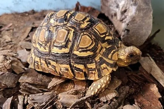 Żółw Lądowy Lamparci - Sklep Zoologiczny