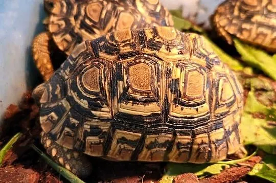 Żółw Lądowy Lamparci - Sklep Zoologiczny, Śląskie, Katowice